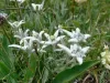Reichhaltige Flora
