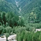 Auenwald im Grund